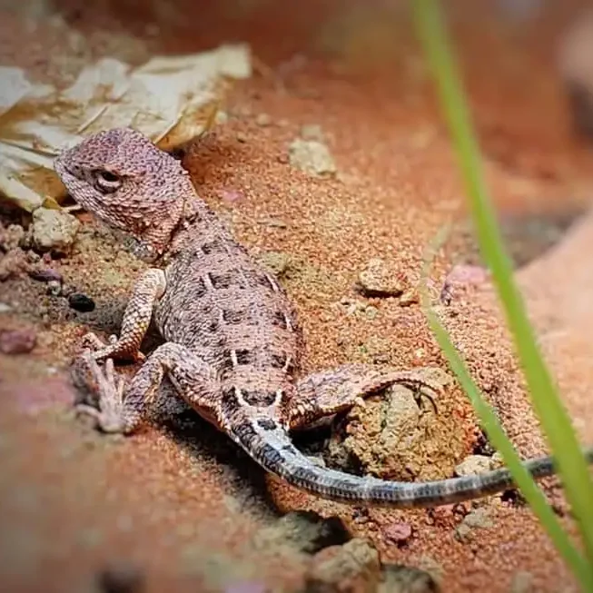 Tympanocryptis centralis – April/May 2026