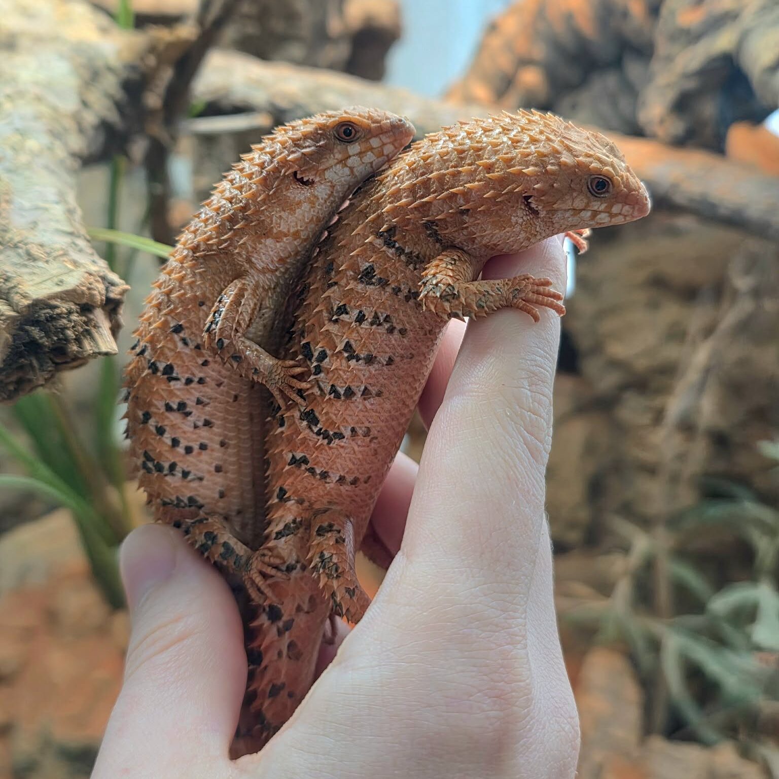 Egernia epsisolus PROVEN PAIR