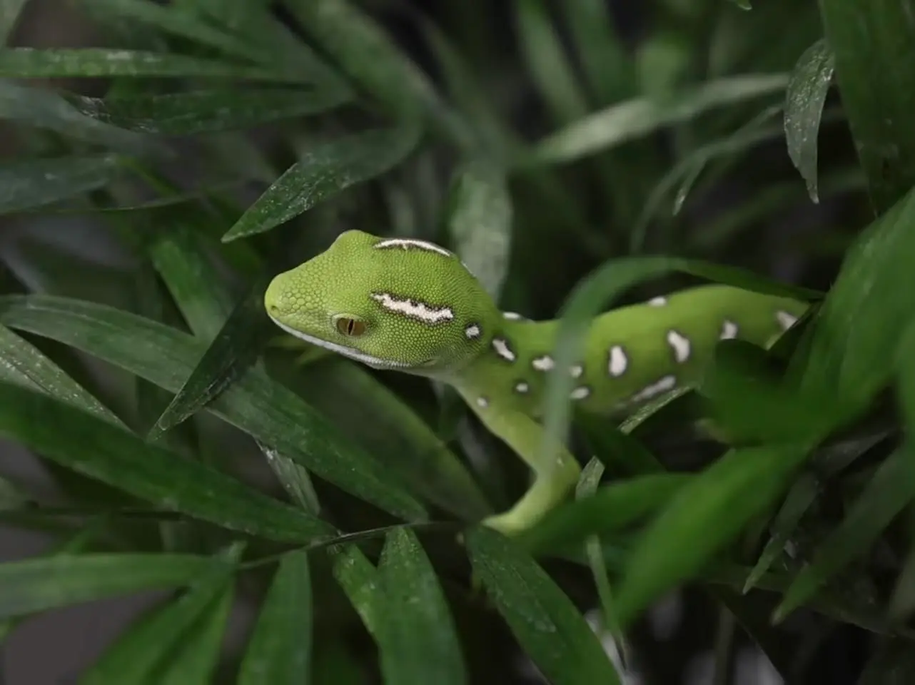 NAULTINUS! April/May 2026