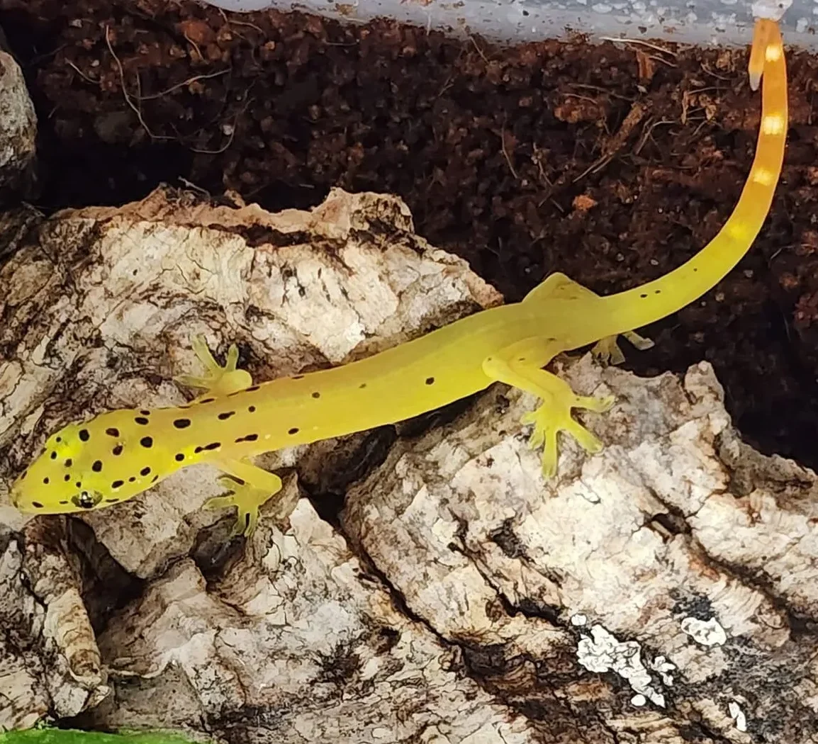 Misc Uncommon Lizards April/May 2026