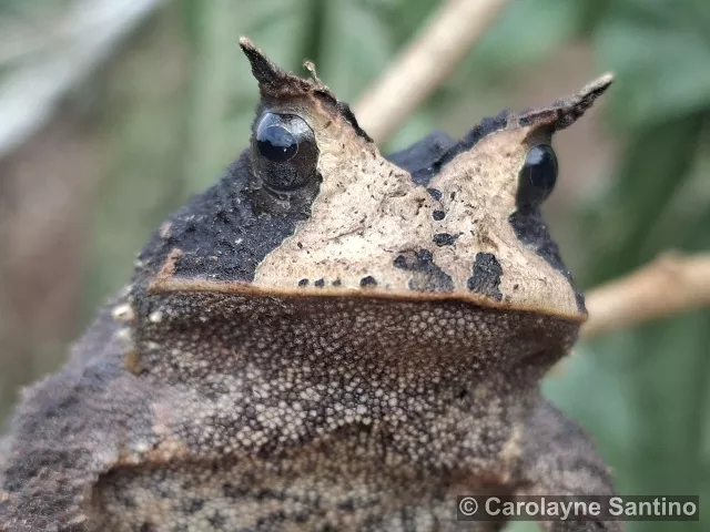 Bahia Horned Frog – April Shipment