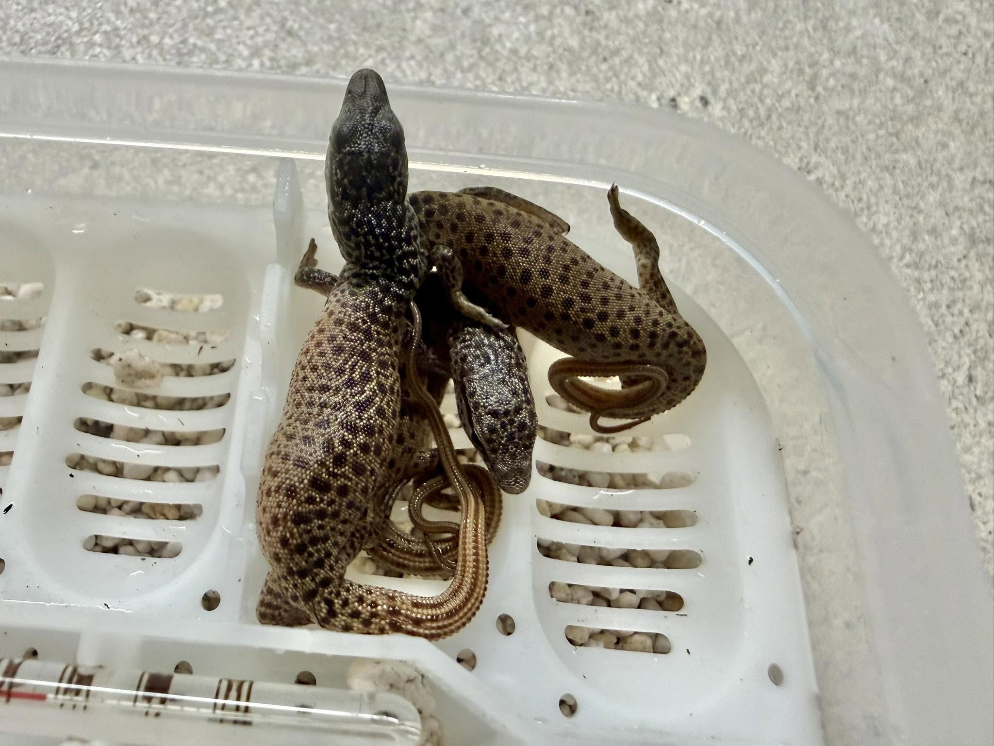 COOOOL As F Lizards – September 2026