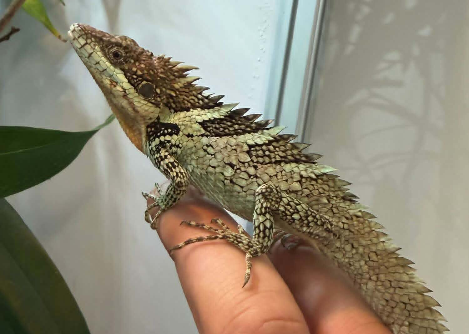 Leggy Lizards of Greatness – Sept 2026