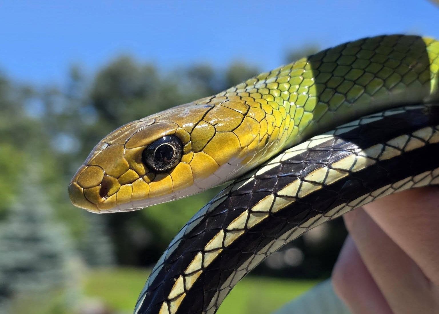 Ptyas nigromarginatus!