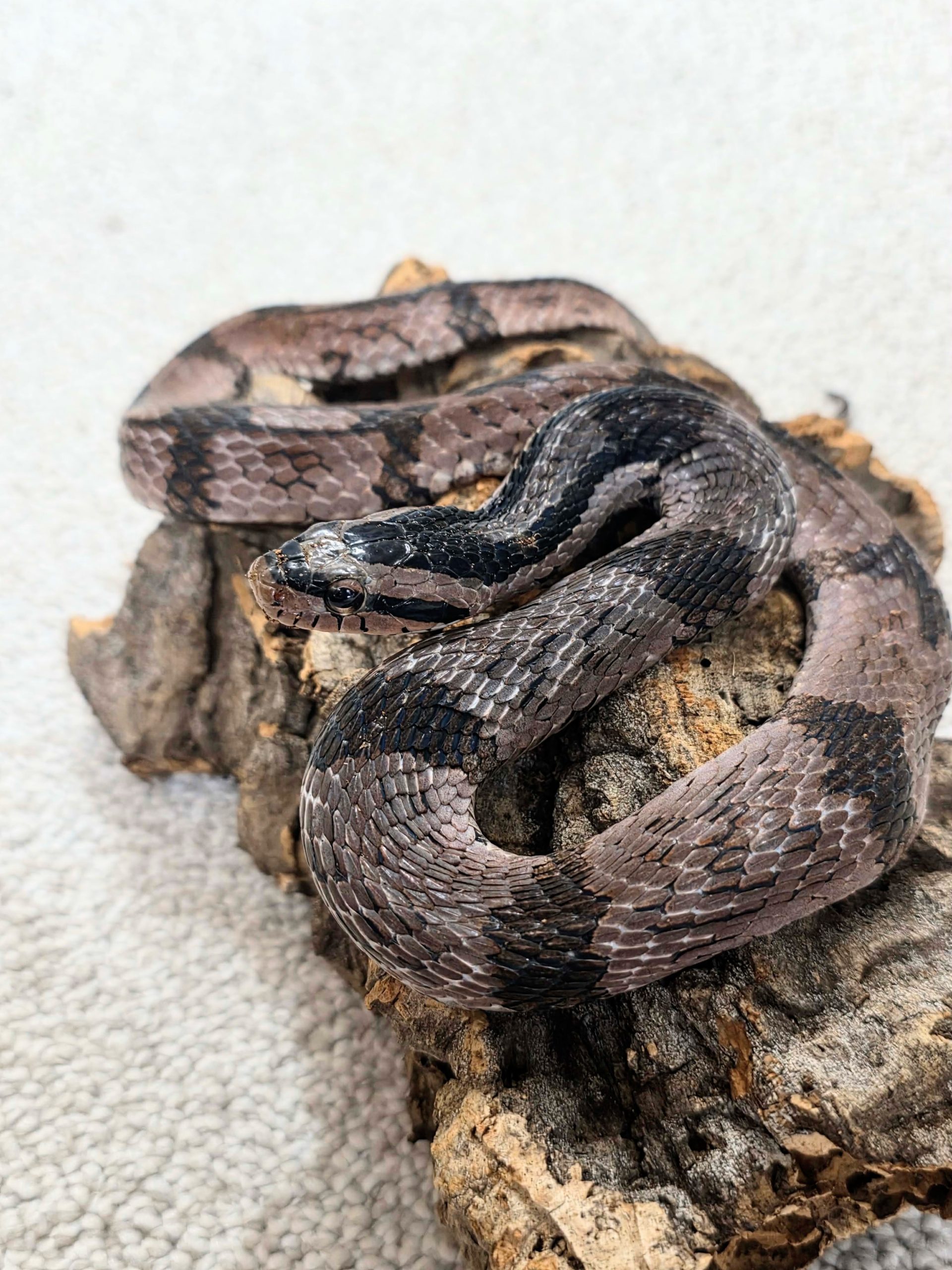 Pseudoxenodon bambusicola